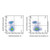 c-kit/cd117 rat mab (biotin) (c09-1944-976)