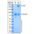 recombinant human meprin beta subunit/mep1b protein (c007b-573693)