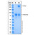 recombinant human meprin beta subunit/mep1b protein (c007b-573694)