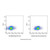 cd31 rat mab (apc-cy7) (c007b-574961)