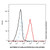 e cadherin/cd324 rat mab (af405) (c007b-576427)
