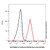 e cadherin/cd324 rat mab (af405) (c007b-576428)