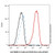 e cadherin/cd324 rat mab (af647) (c007b-576437)