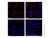 recombinant streptavidin protein (af750) (c007b-587678)