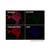 recombinant pan cadherin antibody (c007b-588795)