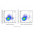 bst2/cd317 rat mab (af647) (c007b-591132)