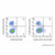 c-kit/cd117 rat mab (af488) (c007b-591146)