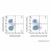 c-kit/cd117 rat mab (af488) (c007b-591147)
