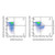 epcam/cd326 rat mab (pe-cy5) (c007b-591172)