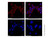 hsp60 mouse mab (af700) (c007b-591473)