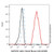 alpha tubulin mouse mab (af405) (c007b-591516)