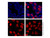 gapdh mouse mab (af405) (c007b-591581)