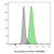 cd63 recombinant monoclonal mouse antibody (2304.63), cf583r conjugate - biotium choice 125ul