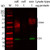 exobrite„¢ 680/700 cd9 western antibody (100 tests) 1000ul