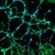 vitrogel aak-hc hydrogel kit - (1 ml) vitrogel aak-hc +  (10 ml) aak dilution solution (10 ml)