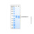 recombinant human lilra6/cd85b/ilt8 protein (c007b-676782)