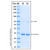 recombinant human exosc3 protein (c007b-676892)
