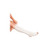 tubular bandage, size e, 3-1/2" x 1m, 1/ea,
