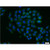 pxn rabbit polyclonal antibody (10029-1-ig)