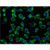 grb7 rabbit polyclonal antibody (10045-1-ig)