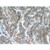 serpina5 rabbit polyclonal antibody (10673-1-ap)