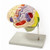 life size brain model, 3 parts