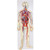 human circulatory system model, 2 part