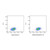 avelumab (anti-pd-l1) (c09-0734-869)