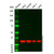 anxa5 mouse mab (c09-0740-075)