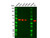 yap1 mouse mab (c09-0743-170)