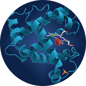 Proteins & Enzymes