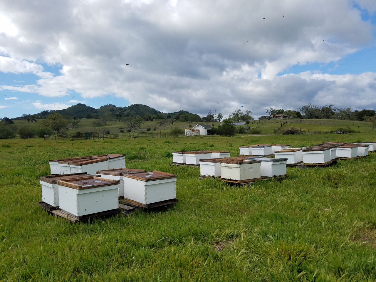 The California Bee Company