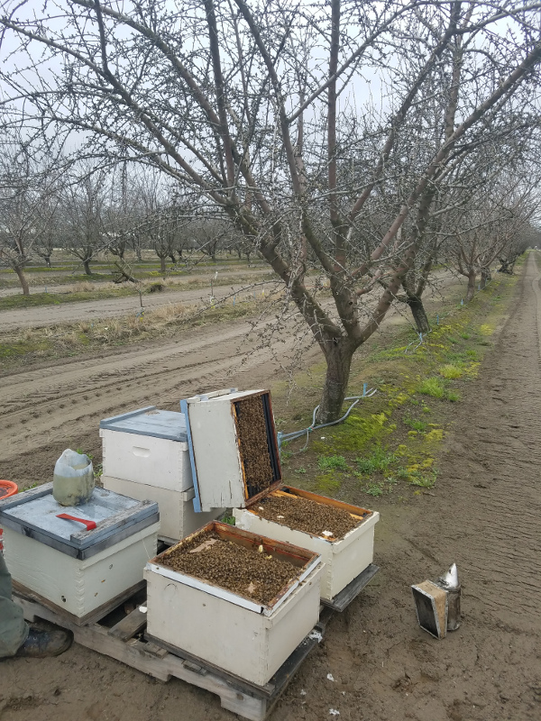 Almond Pollination Preparation The California Bee Company Local Raw
