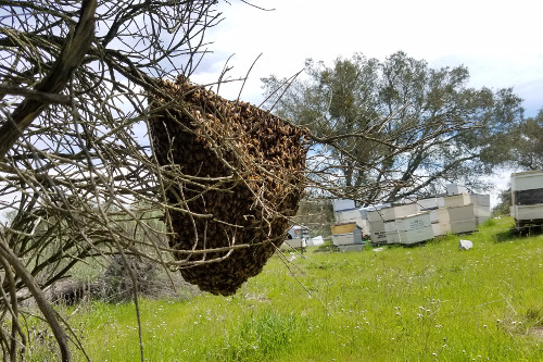 swarm-apiary.jpg