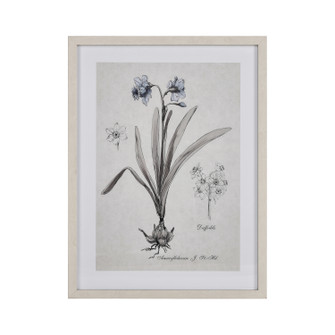 Daffodil Botanic Framed Wall Art in Cream (45|S005610634)