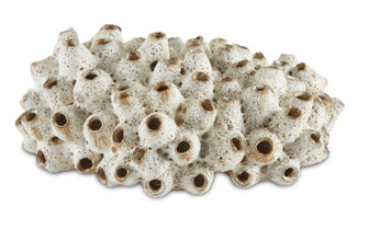 Sulawasi Shells Shells in Antique White (142|12000429)