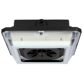 LED Wide Beam Angle Canopy in Bronze (72|65637)
