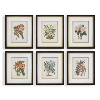 Orchid Framed Prints Set/6 (52|32447)