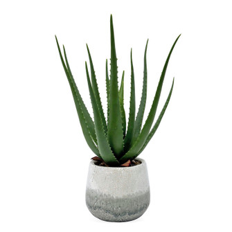 Veranda Aloe Plant in Aged White And Blue-gray (52|60262)