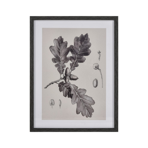 Oak Botanic Framed Wall Art in Black (45|S005610636)