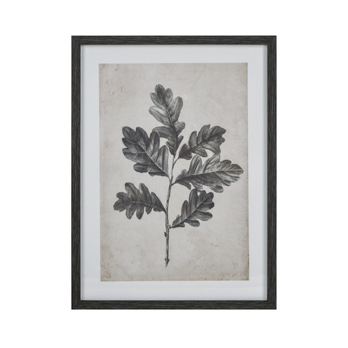 Oak Botanic Framed Wall Art in Black (45|S005610635)