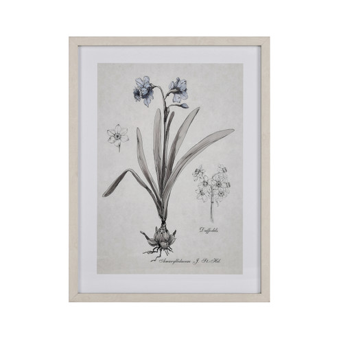 Daffodil Botanic Framed Wall Art in Cream (45|S005610634)