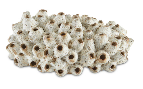 Sulawasi Shells in Antique White (142|12000429)