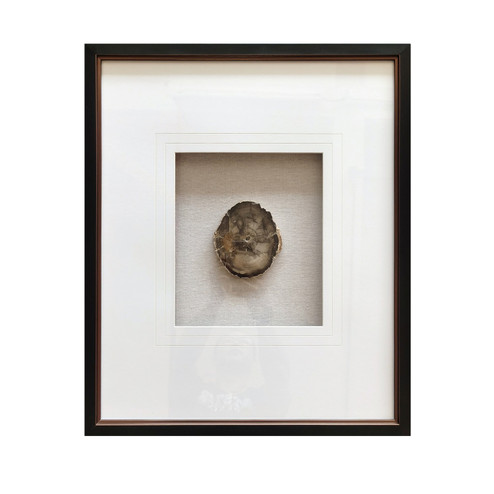 Fossil Wall Art in Natural (45|S003612121)