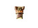 Ambiance LED Wall Sconce in Sienna Brown Crackle (102|CER4705CKSLED22000)