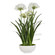 Purity Agapanthus Centerpiece in Gloss White (52|60221)