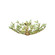 Bridget Four Light Semi Flush Mount in Soft Gold (60|BGT330SGGR)