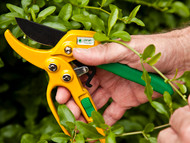 How to Use Your Secateurs