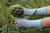 Long Glass Gloves grabbing plant