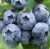 BLUE CROP